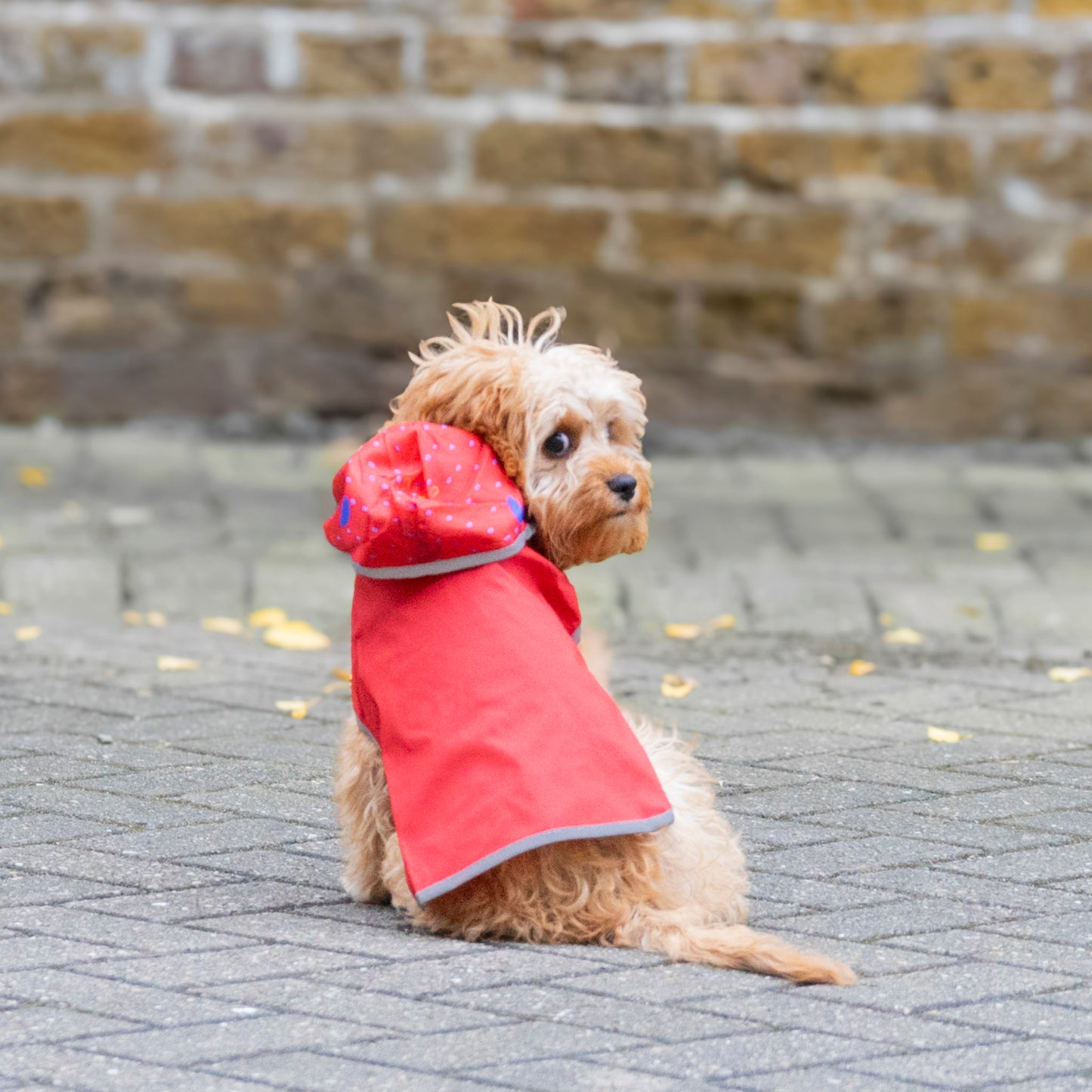 Cape Raincoat