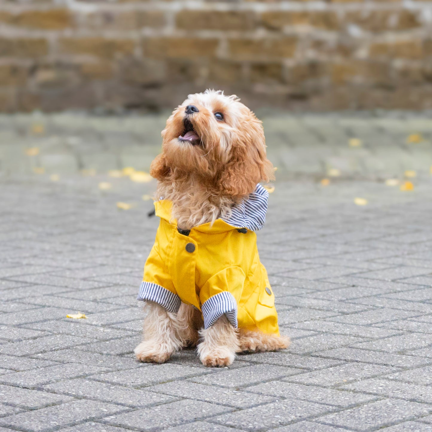 Delux Raincoat