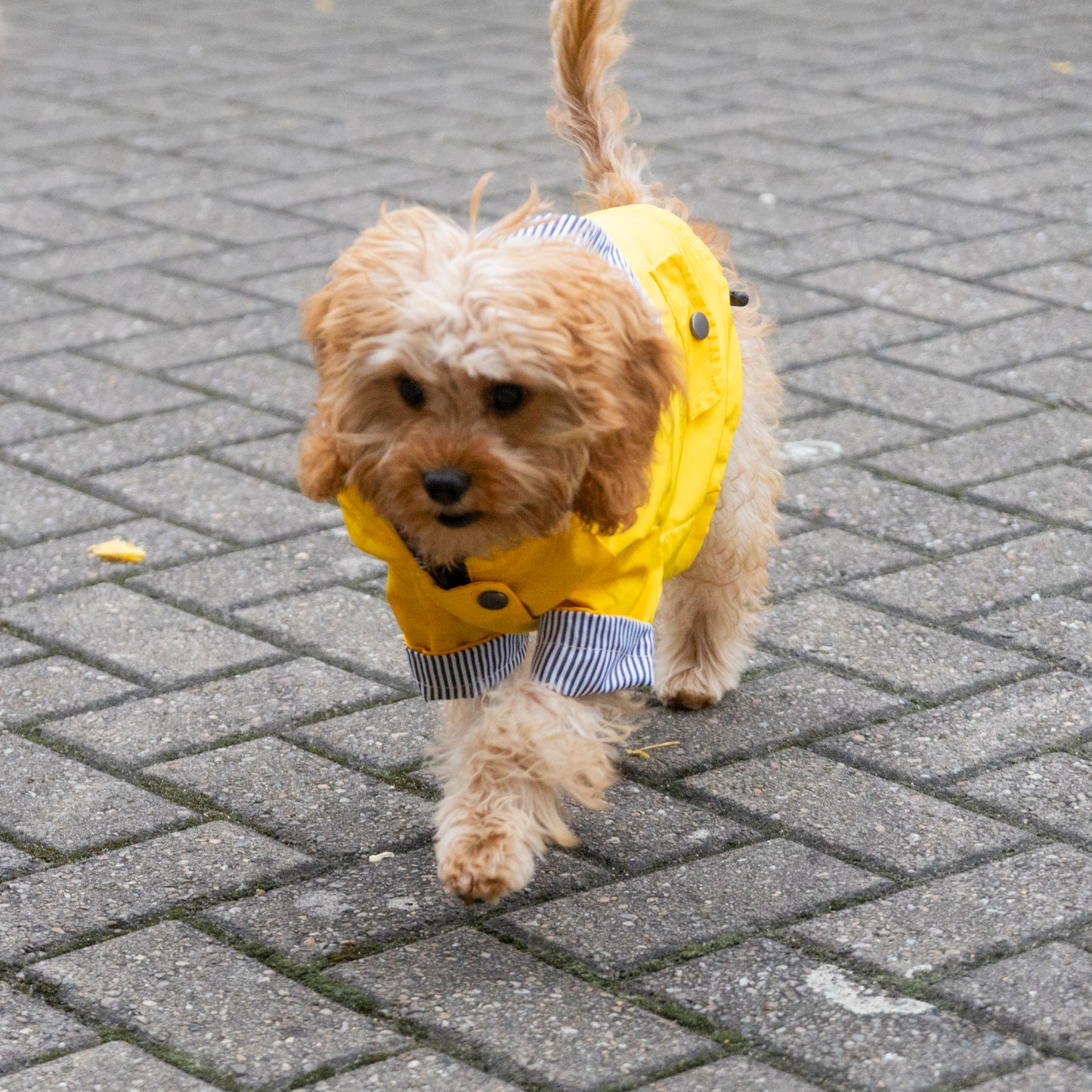 Delux Raincoat