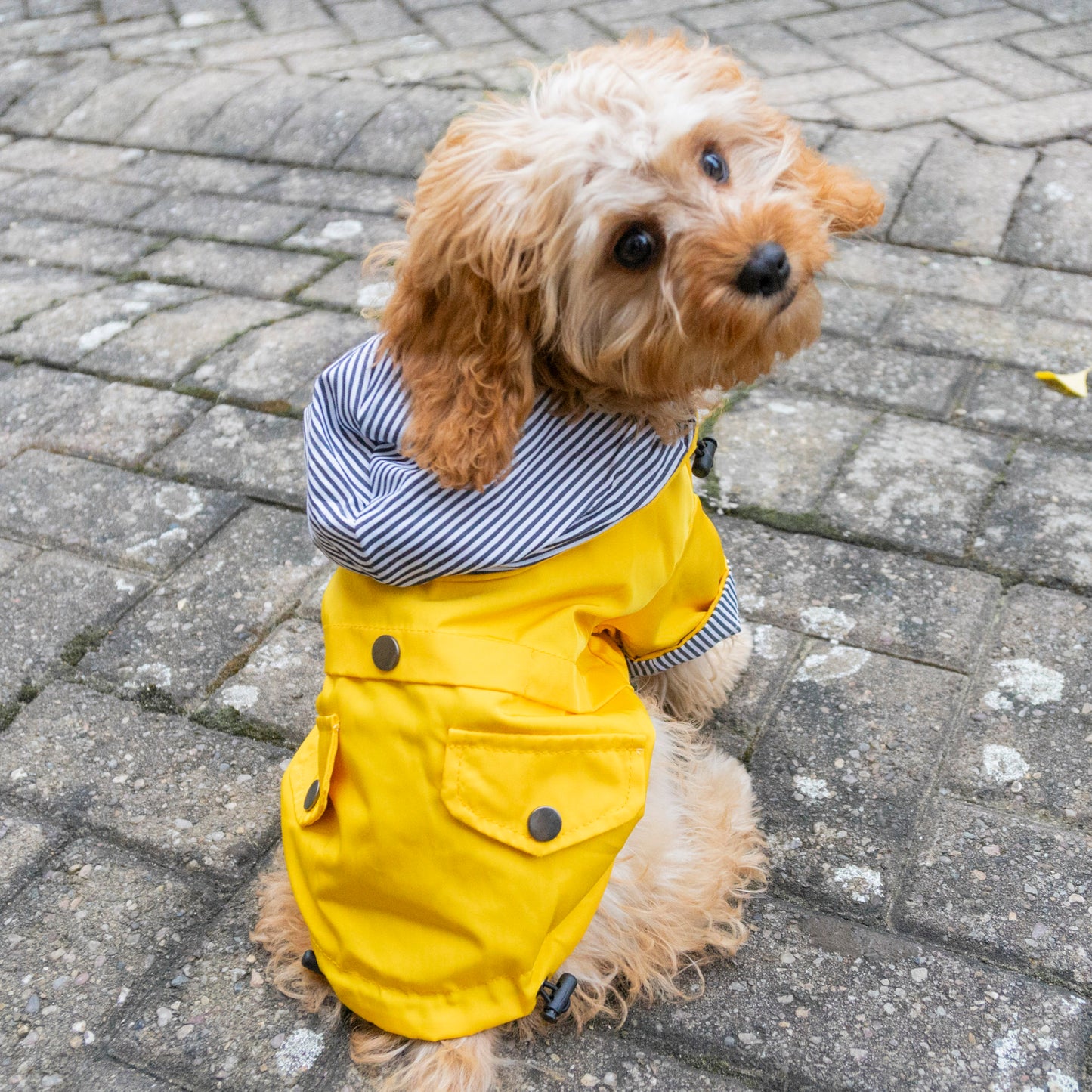 Delux Raincoat
