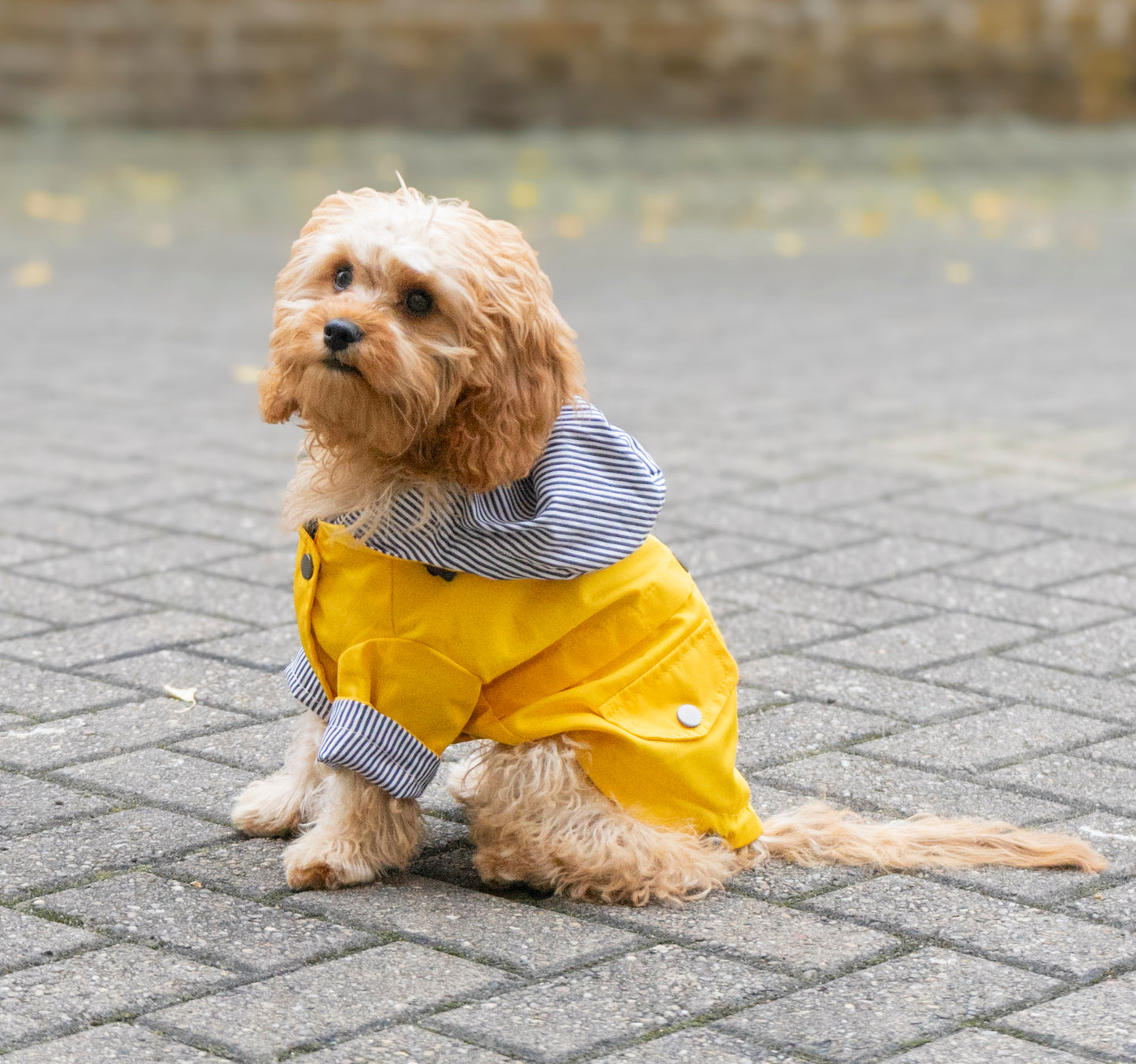 Delux Raincoat