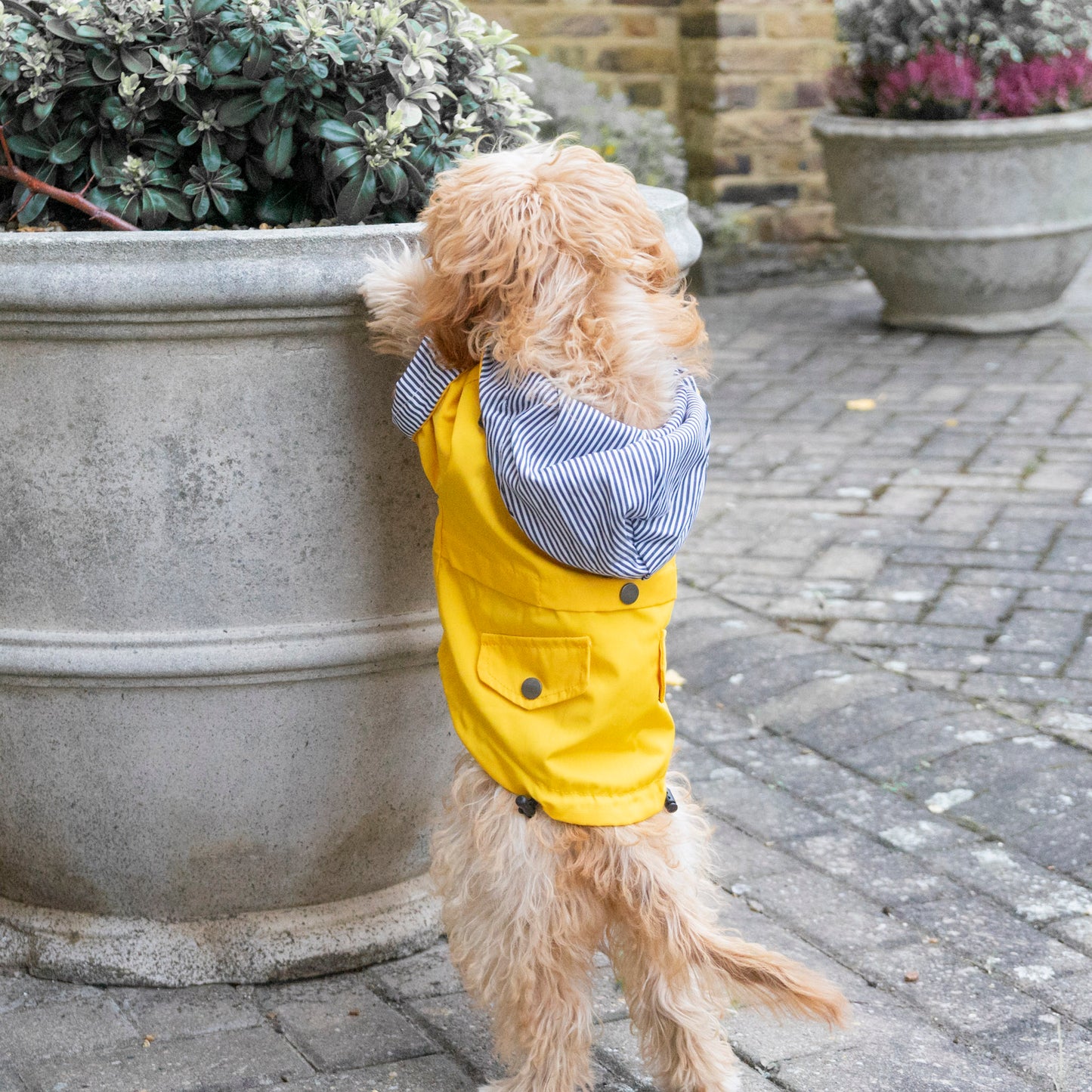 Delux Raincoat