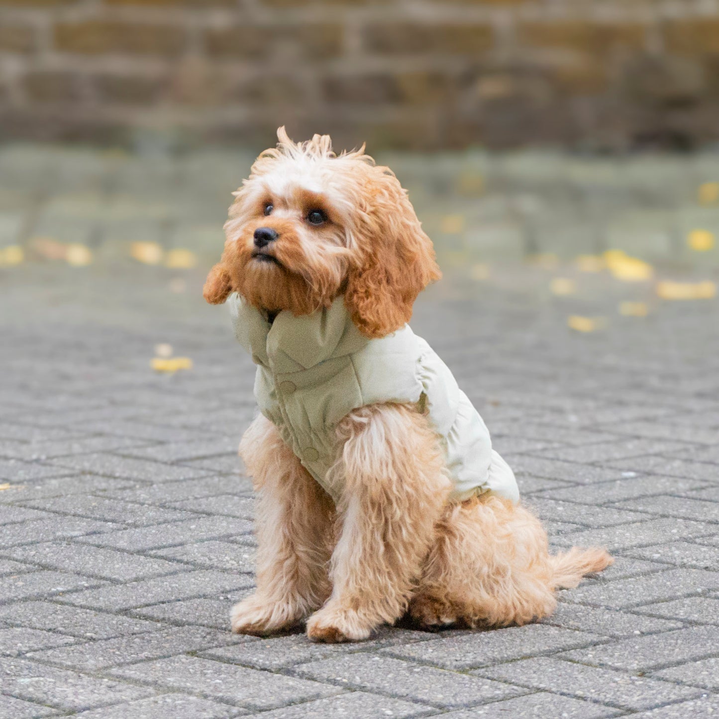 Toasty Puffer Jacket
