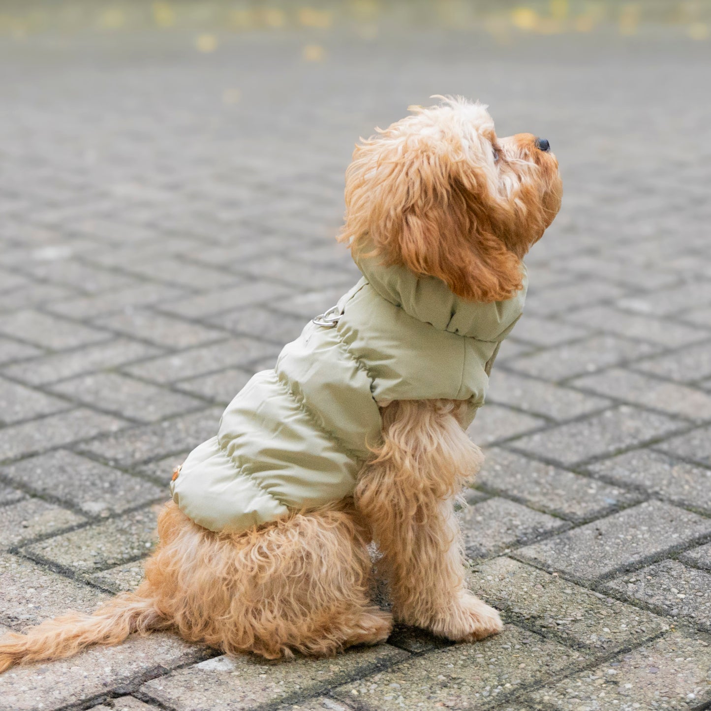 Toasty Puffer Jacket