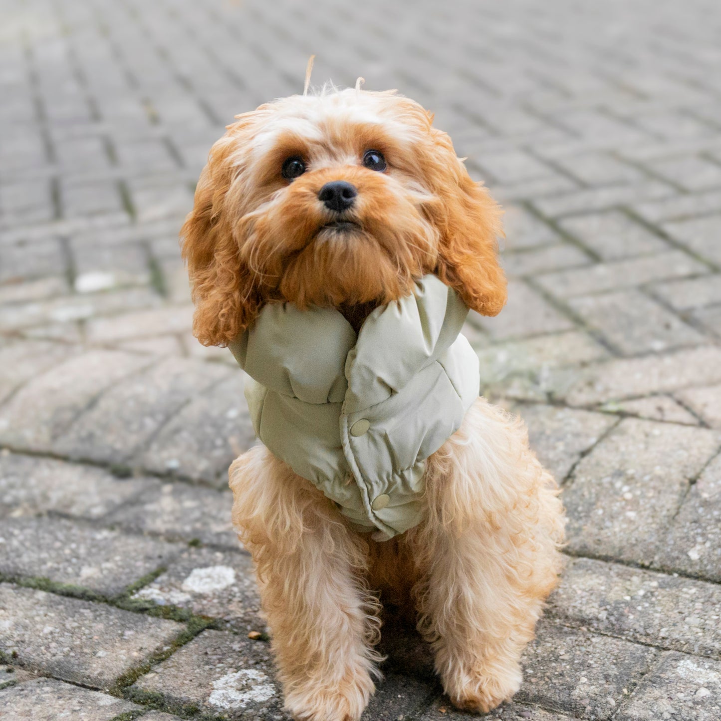 Toasty Puffer Jacket