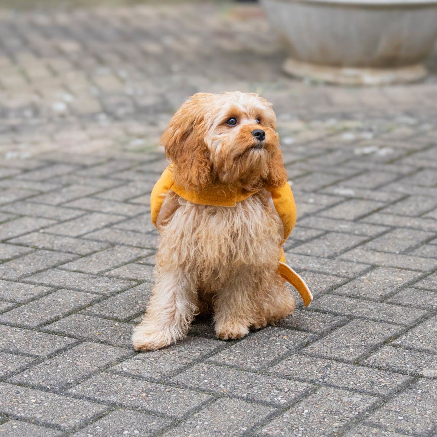 Hot Dawg - Hot Dog Costume